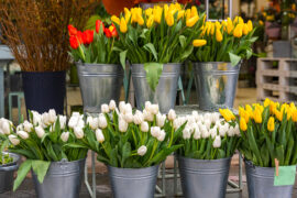 Tulp festival